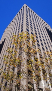 amp-square_ext-lookingup_(cc__by-sa)most__bananas__are__delicious